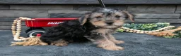 Yorkshire Terrier dogs for sale: Lyla - Ad 1