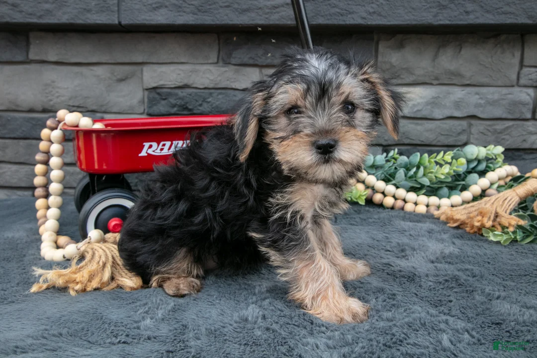 Yorkshire Terrier dogs for sale: Lyla - Ad 1