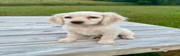 Cockapoo dogs for sale: Meeko - Ad 3