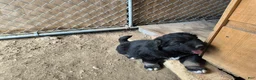 Mixed Breed dogs for sale: Mixed Breed 5 - Ad 1