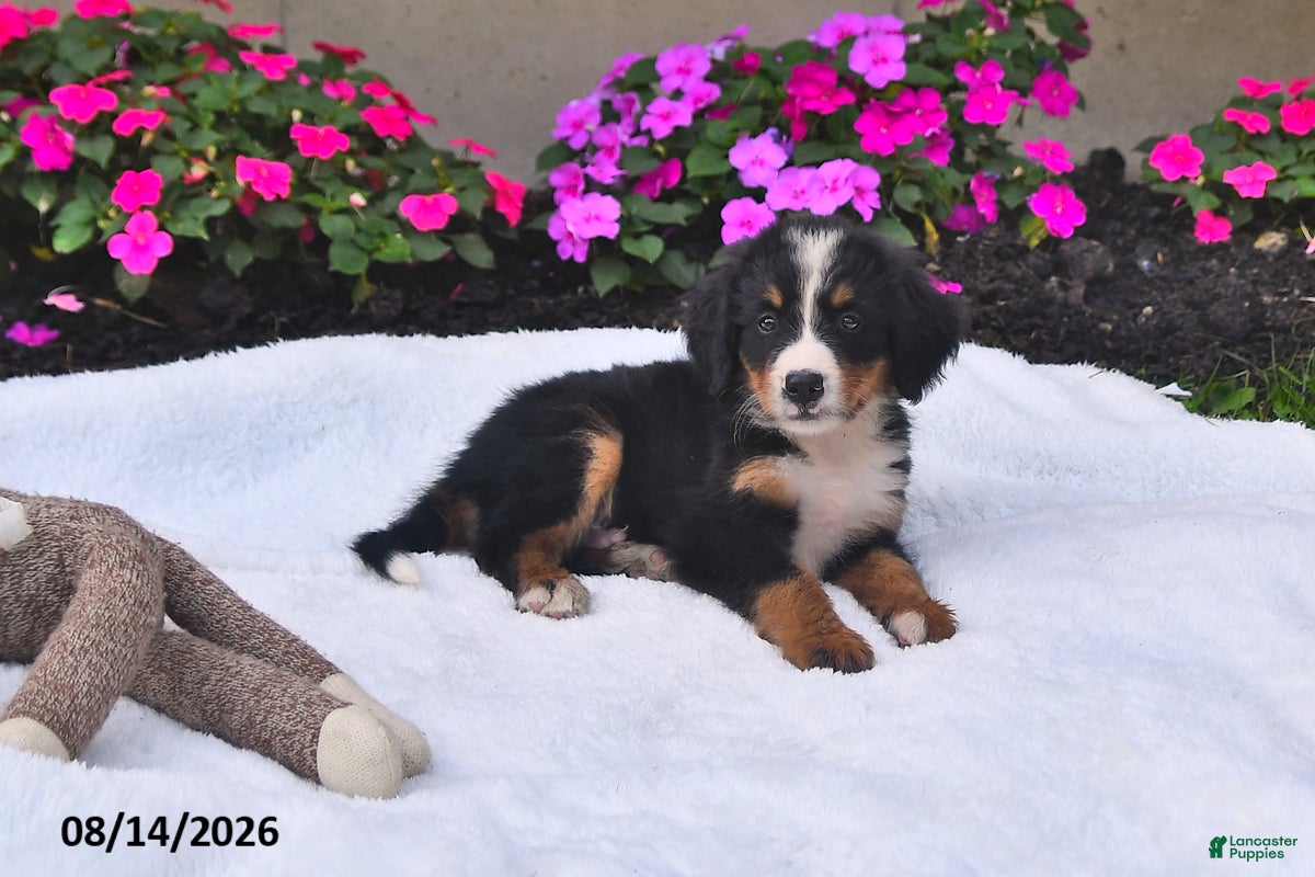 Bernese Mountain Dog dogs Rhett - Ad 2