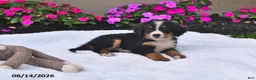 Bernese Mountain Dog dogs for sale: Rhett - Ad 2
