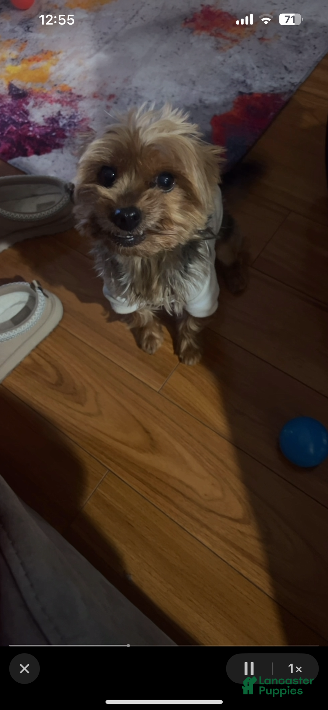Yorkshire Terrier dogs for sale: Ten - Ad 6