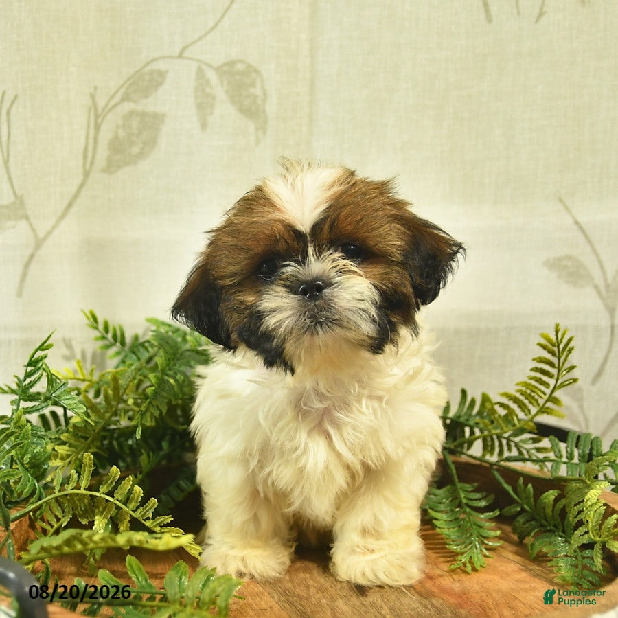 Shih Tzu dogs Dallas  - Ad 1