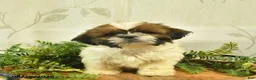 Shih Tzu dogs for sale: Dallas  - Ad 1