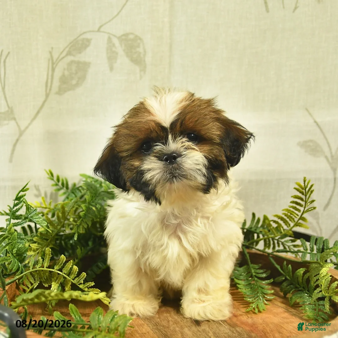Shih Tzu dogs for sale: Dallas  - Ad 1