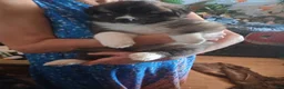 Mixed Breed dogs for sale: Mixed Breed 5 - Ad 1