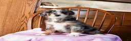 Mini Bernedoodle dogs for sale: Valentine - Ad 4
