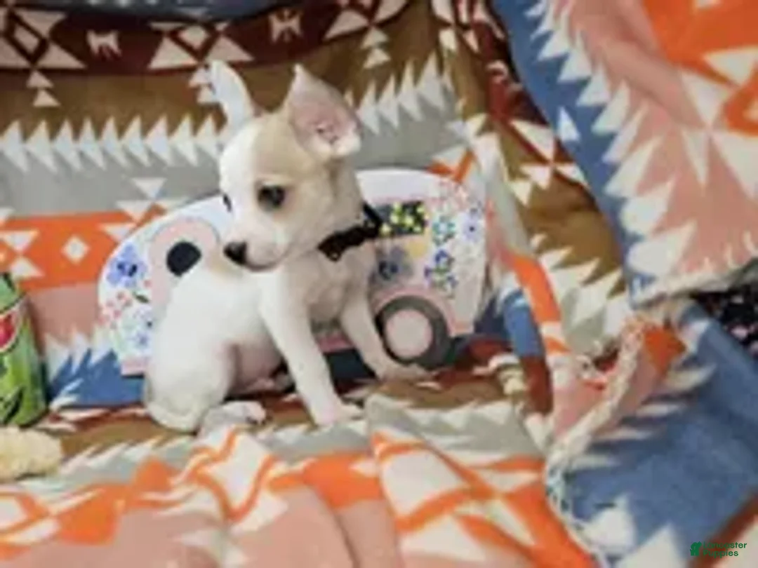 Chihuahua dogs for sale: Court Jester - Ad 2