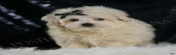 Maltipoo dogs for sale: JigglyPuff - Ad 4