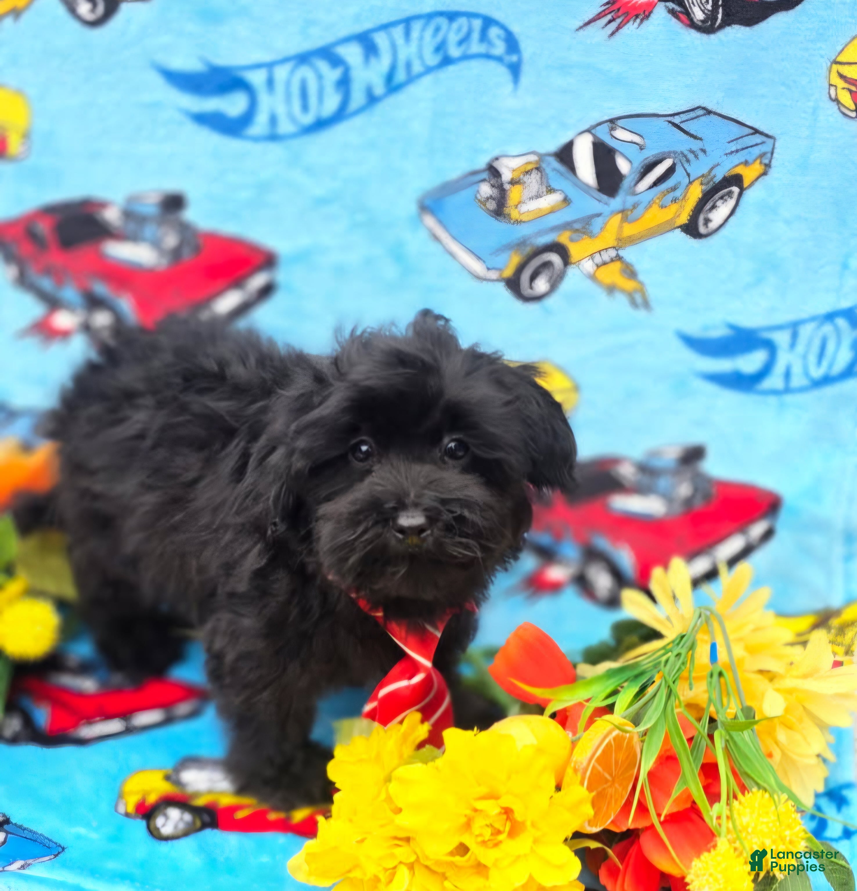 Maltipoo dogs Kaymoi - Ad 1