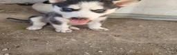 Siberian Husky dogs for sale: Blaze - Ad 8