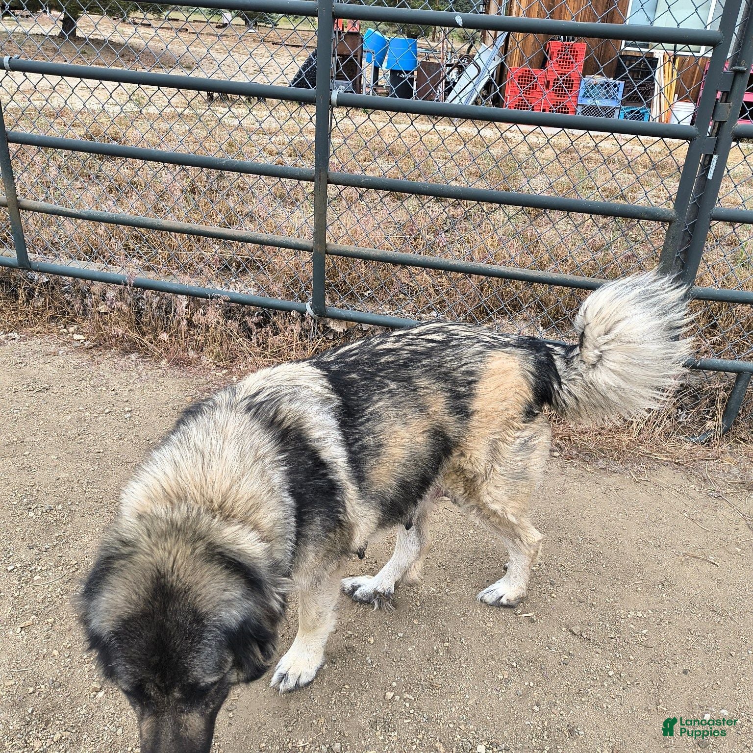 Mixed Breed dogs  5 - Ad 2