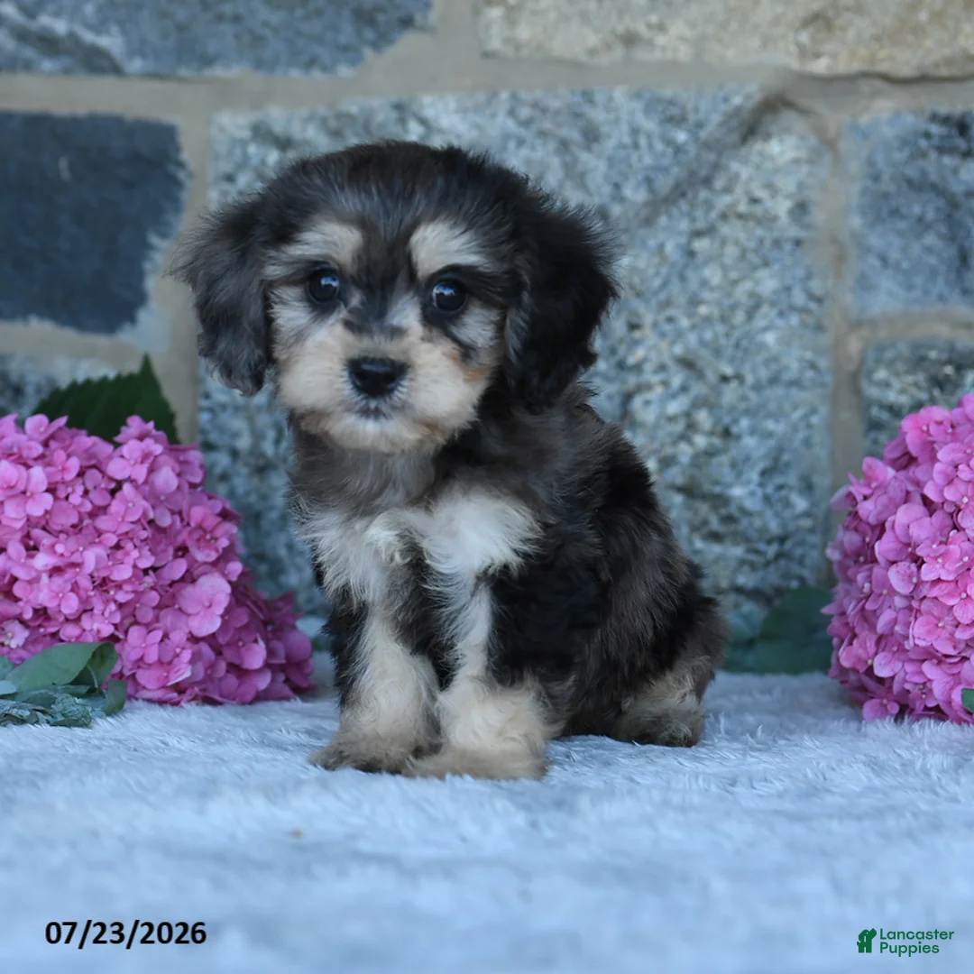 Cavachon dogs for sale: Franky - Ad 1