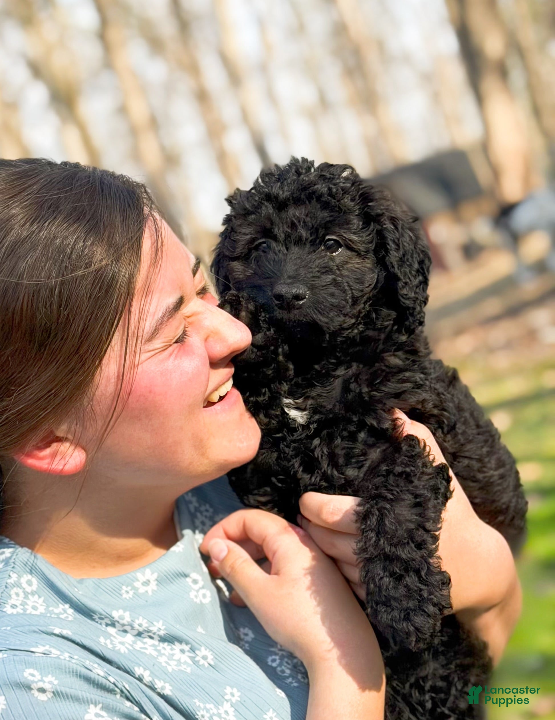 Mini Goldendoodle dogs Cheyenne - Ad 1