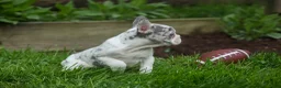 French Bulldog dogs for sale: Amelia (Merle & White) 💙🤍 - Ad 3