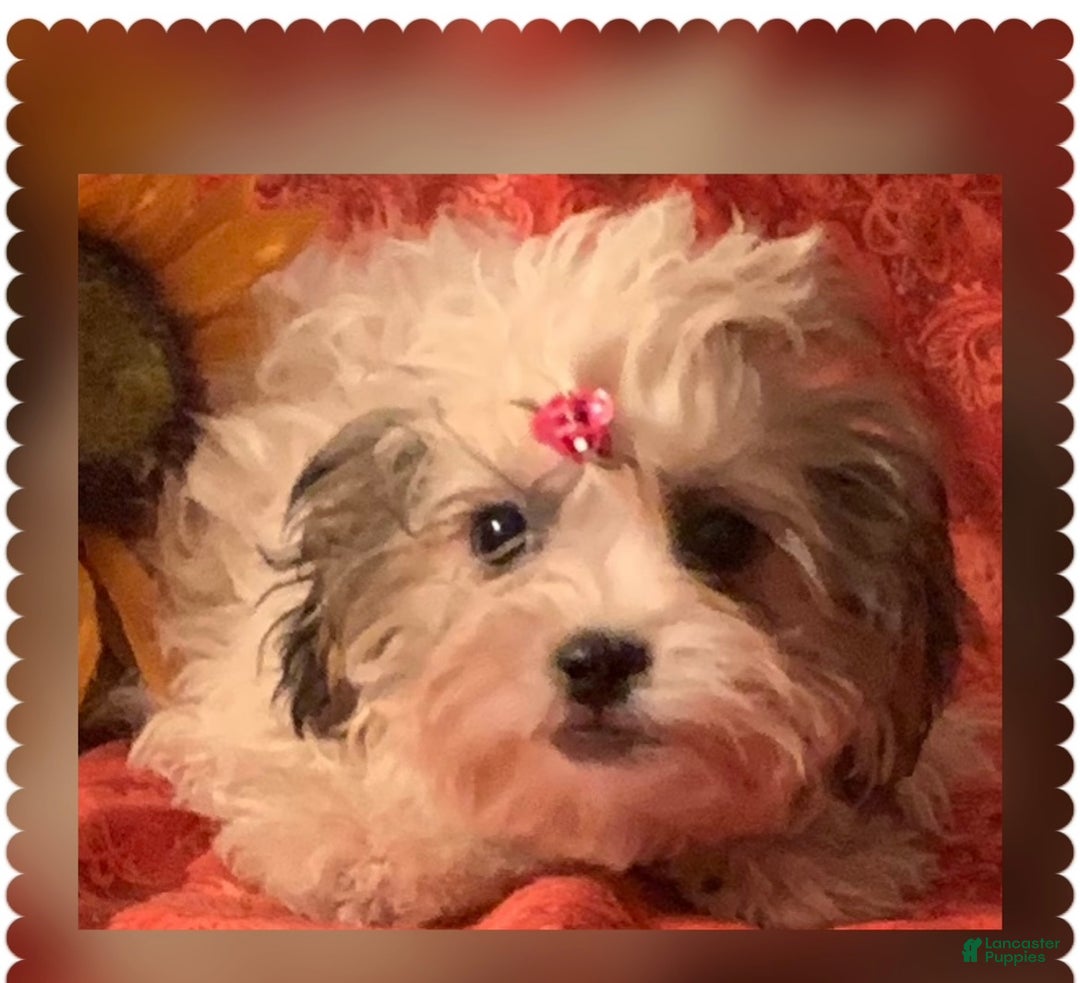 Shih Tzu dogs for sale: Scarlet - Ad 2