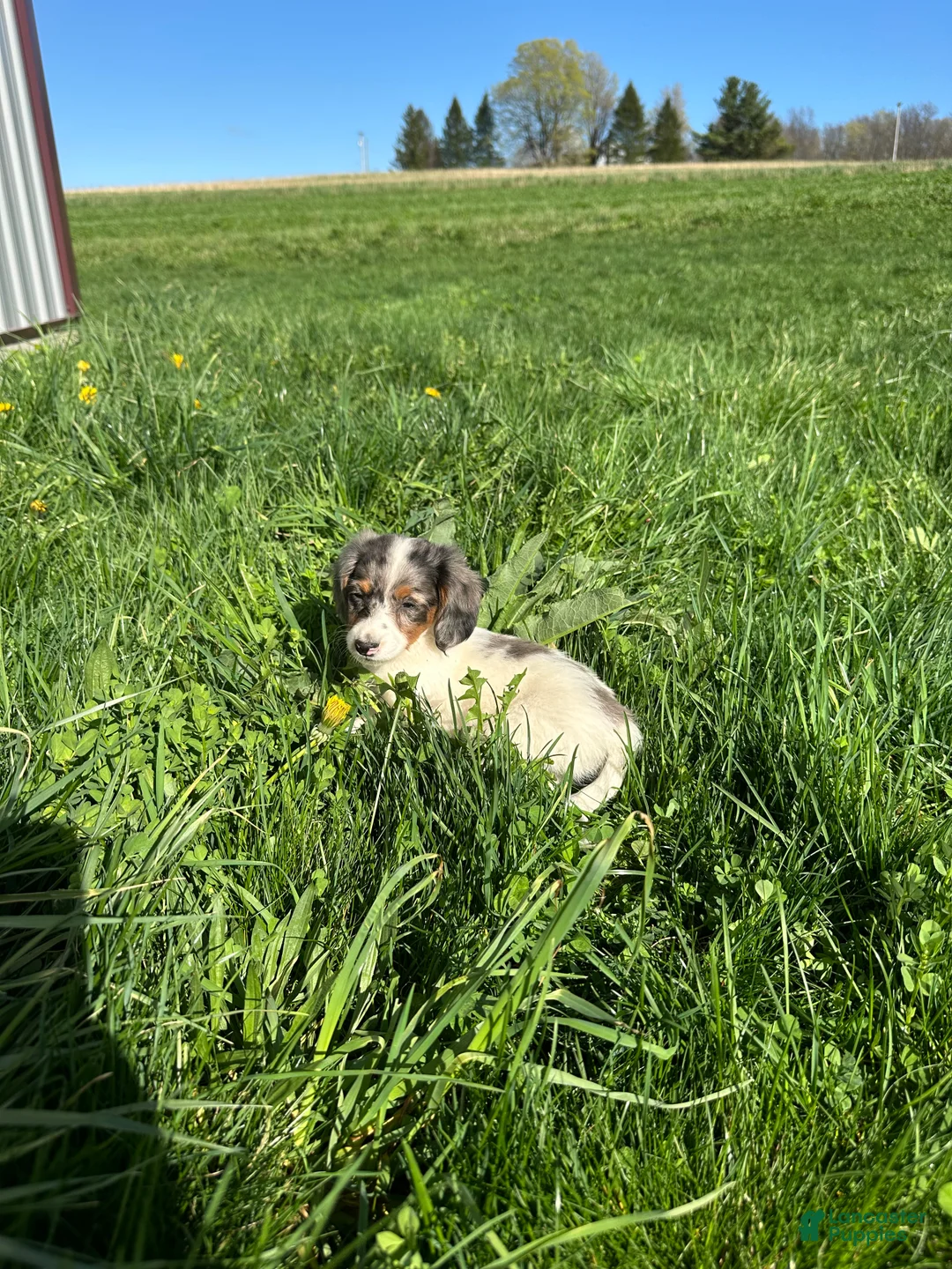 Miniature Dachshund dogs for sale: Marco - Ad 7