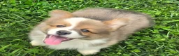 Welsh Corgi Pembroke dogs for sale: Dazzling Danny - Ad 10