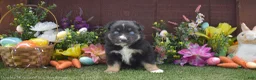 Australian Shepherd dogs for sale: Robbin 2 blue eyes - Ad 5