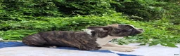 Frenchton dogs for sale: Poppi - Ad 10