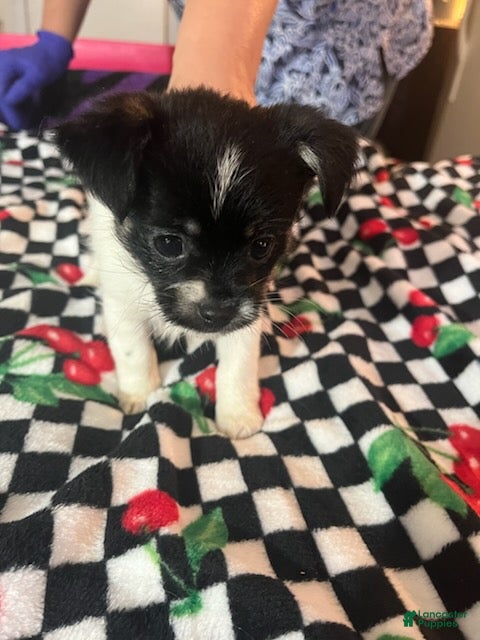 Shorkie dogs Shorkie Puppy 3 - Ad 17