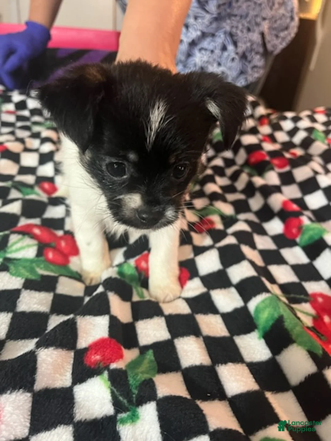 Shorkie dogs for sale: Shorkie Puppy 3 - Ad 1