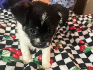 Shorkie dogs Shorkie Puppy 3 - Ad 17