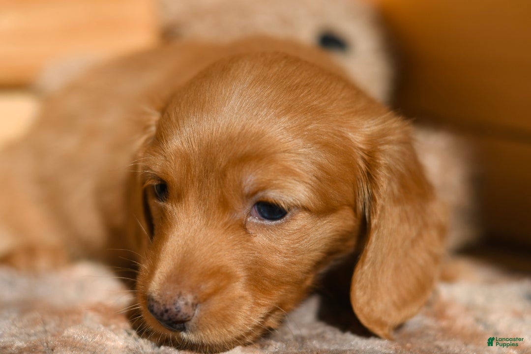Dachshund dogs for sale: Teddy - Ad 3