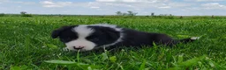 Border Collie dogs for sale: Eco - Ad 7