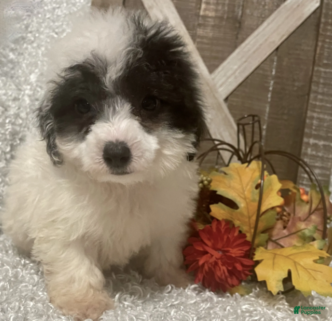 Toy Poodle dogs for sale: Cookie - Ad 6