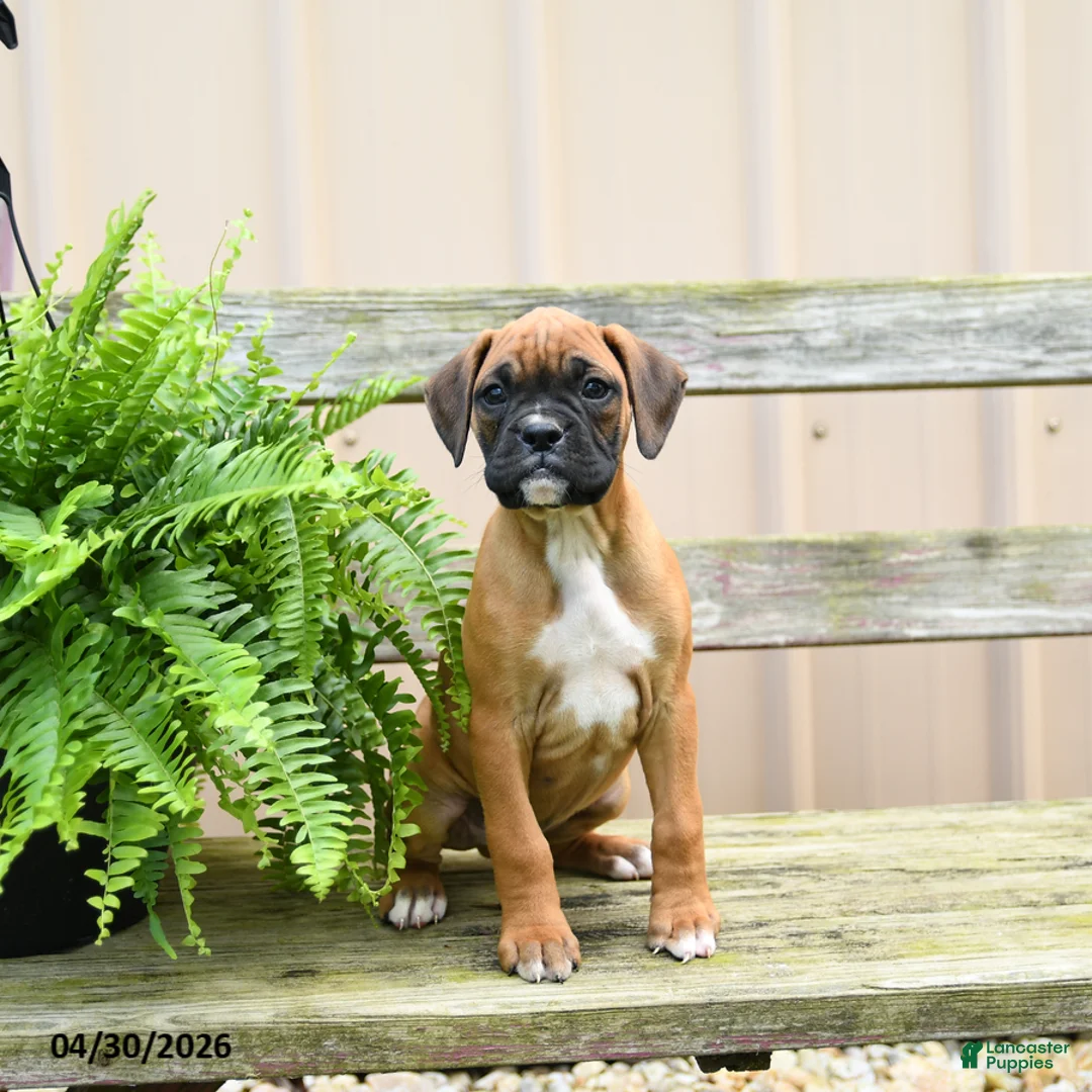 Boxer dogs for sale: Hershey - Ad 3