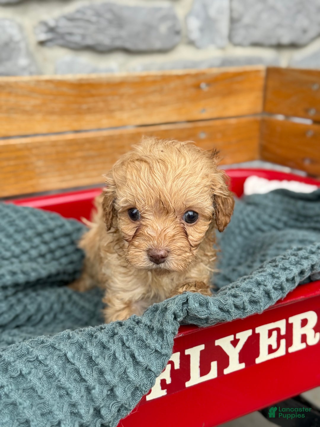 Cavapoo dogs for sale: Avalon - Ad 4
