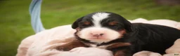Bernedoodle dogs for sale: Sumit Miniature Bernedoodle  - Ad 10