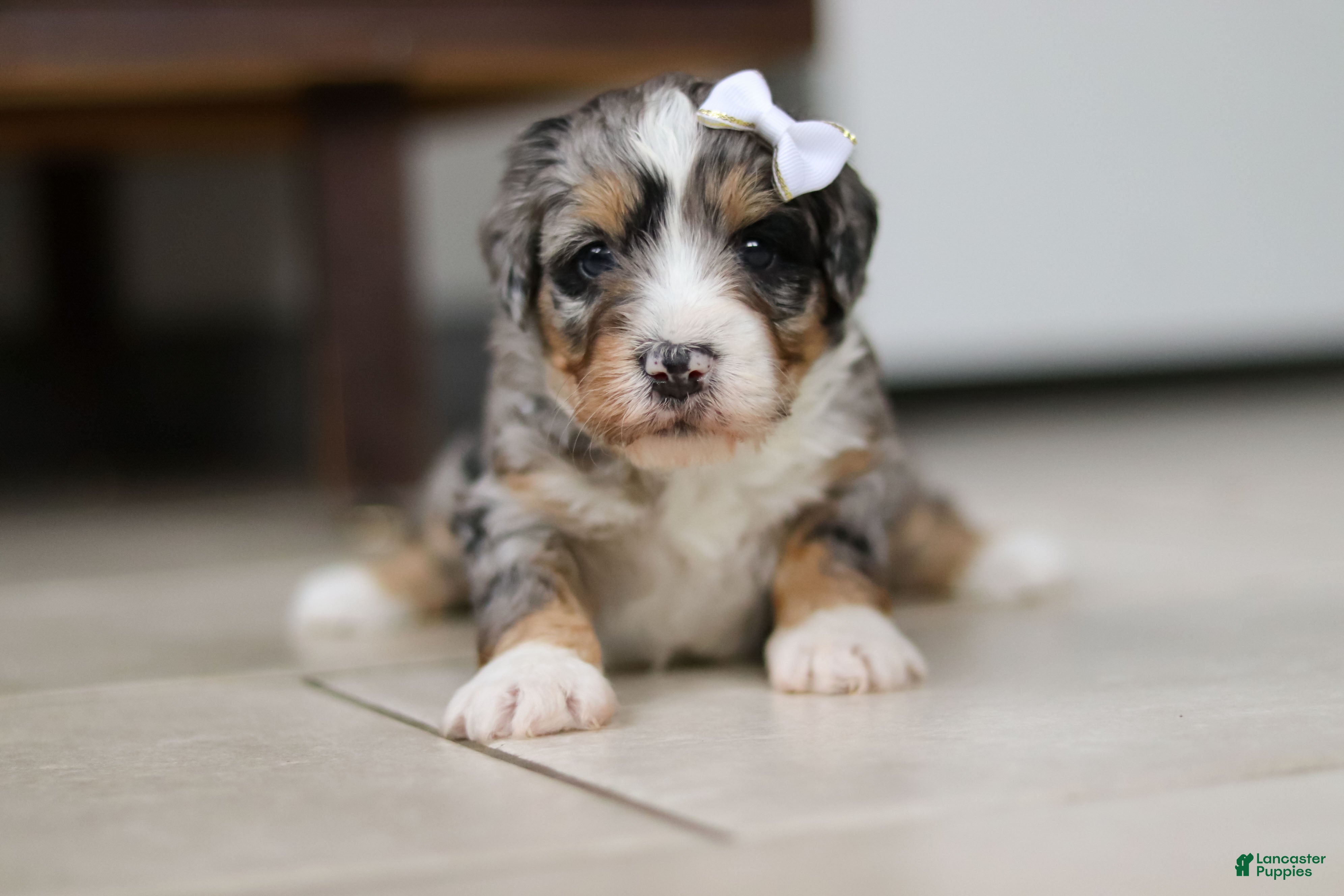 Mini Bernedoodle dogs Jewel - Ad 29