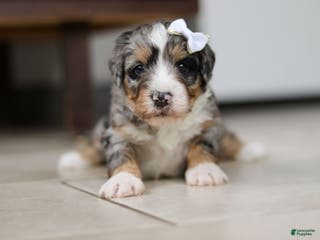 Mini Bernedoodle dogs Jewel - Ad 42