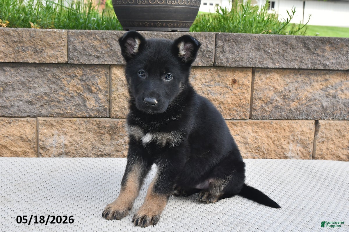 German Shepherd dogs Roxannie - Ad 1