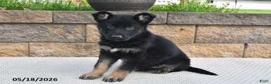 Roxannie