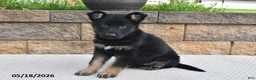 German Shepherd dogs for sale: Roxannie - Ad 1