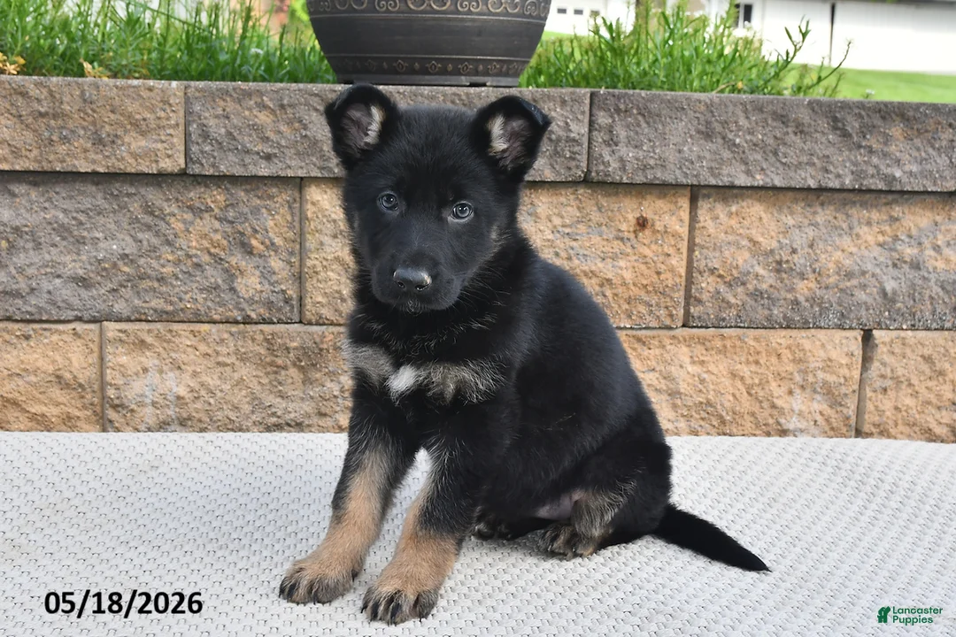 German Shepherd dogs for sale: Roxannie - Ad 1