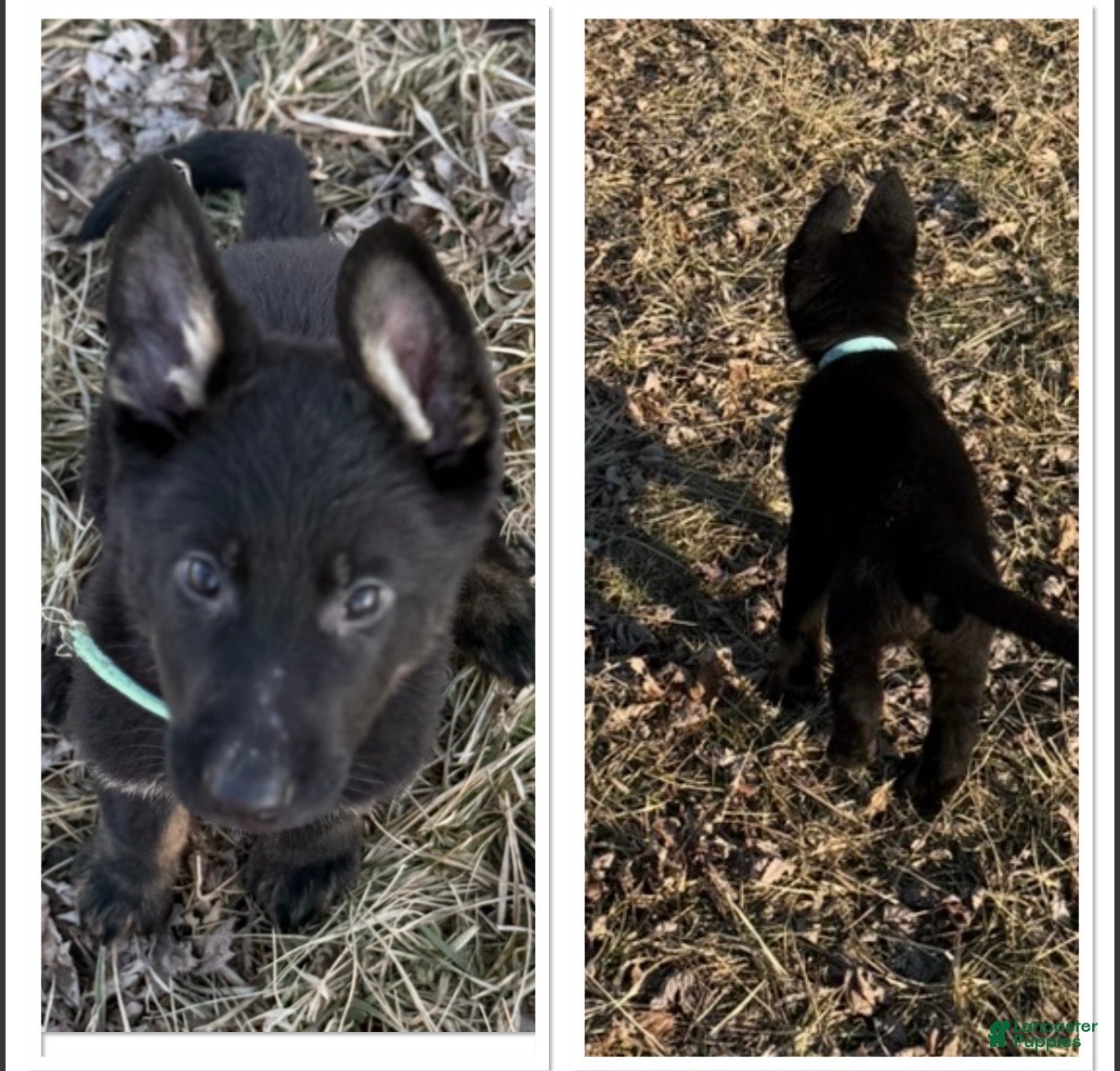 German Shepherd dogs Cupid - Ad 40