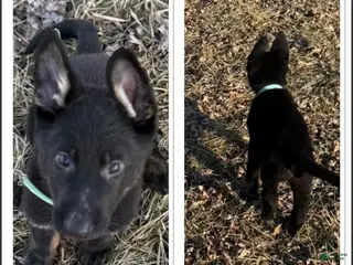 German Shepherd dogs Cupid - Ad 40