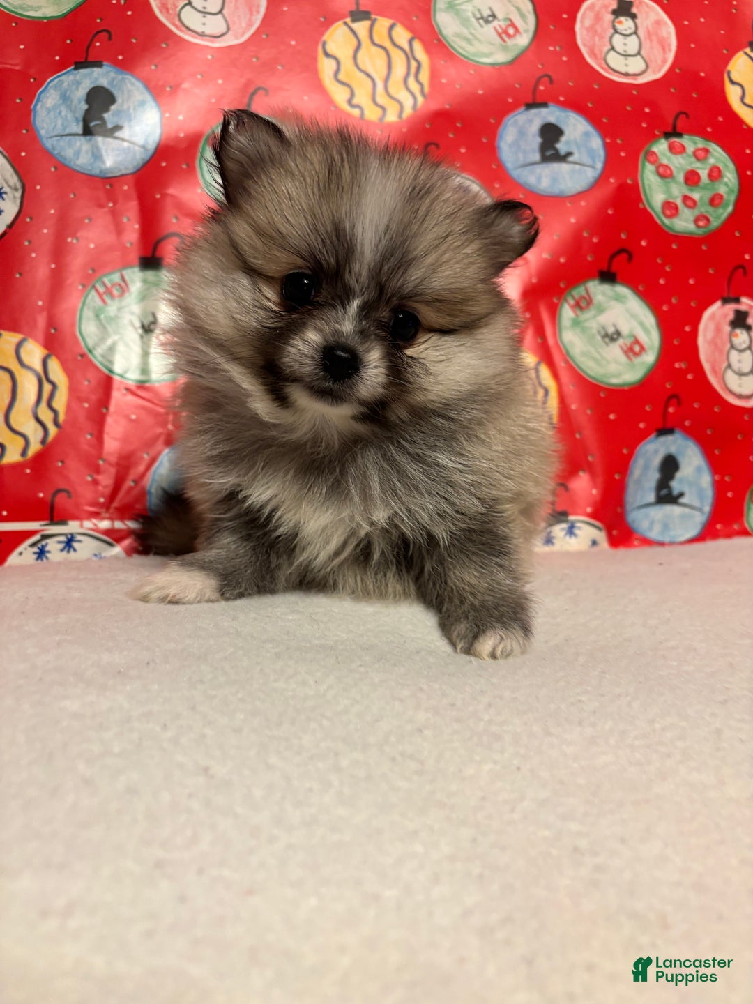 Pomeranian dogs for sale: Pomeranian Puppy 4 - Ad 4