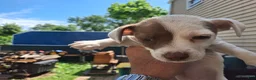 Jack Russell Terrier dogs for sale: Jack Russell Terrier 3 - Ad 9