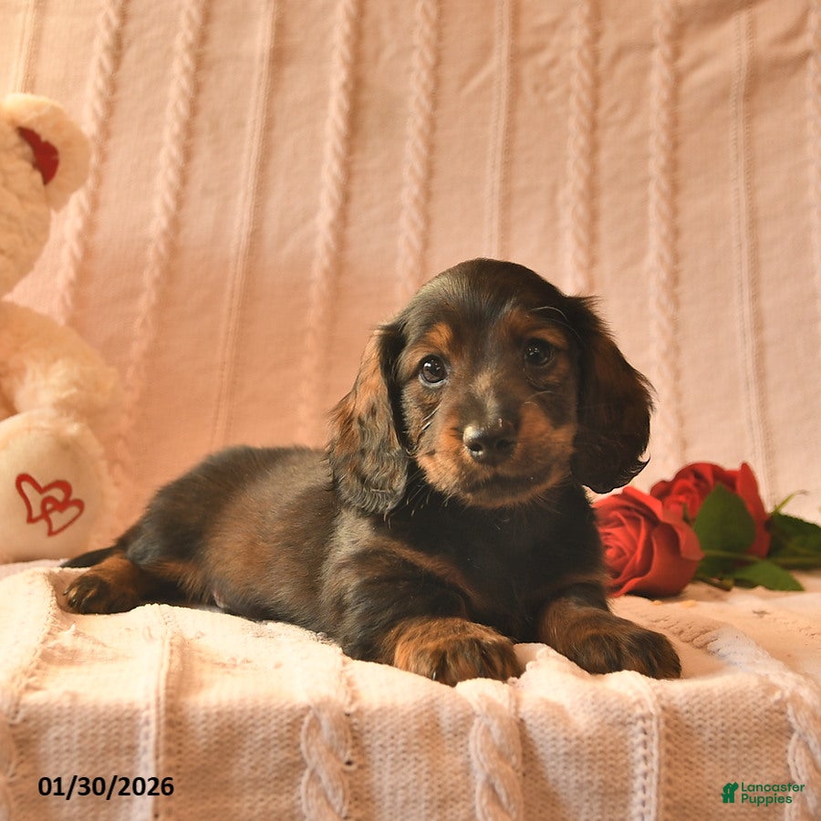 Miniature Dachshund dogs Jett  - Ad 2