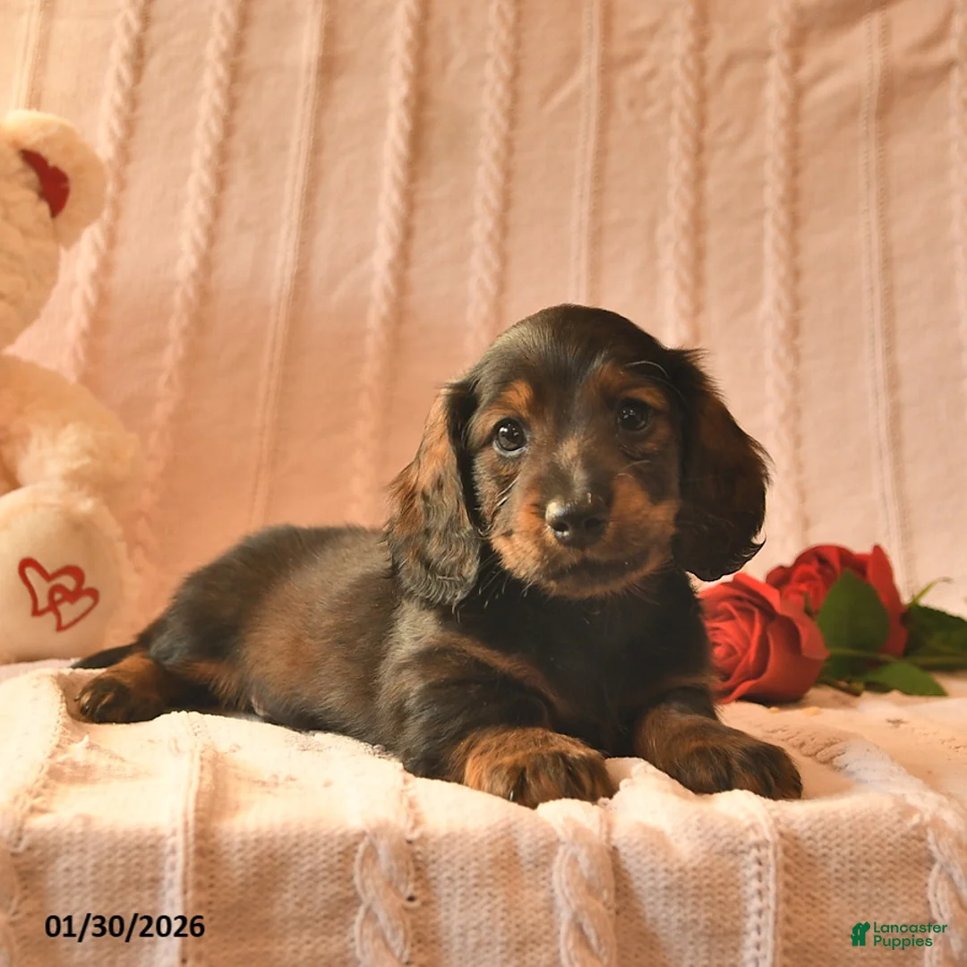 Miniature Dachshund dogs for sale: Jett  - Ad 2