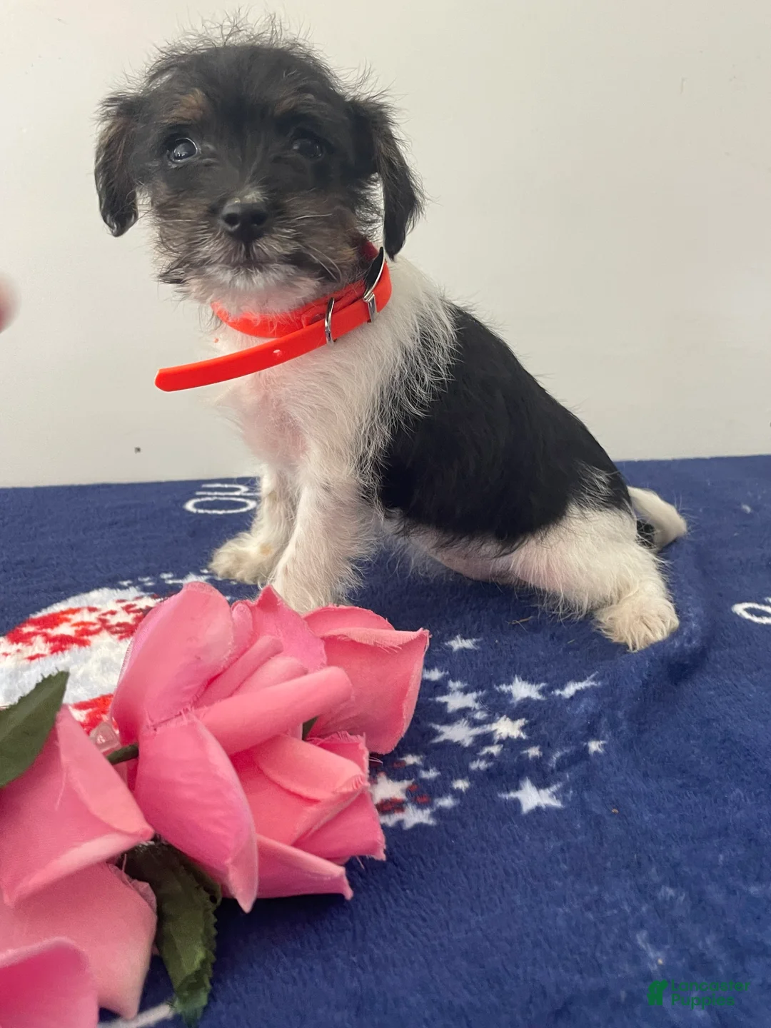 Jackapoo dogs for sale: Jackie - Ad 4