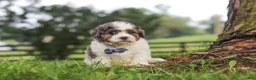 Shihpoo dogs for sale: Teddy - Ad 4