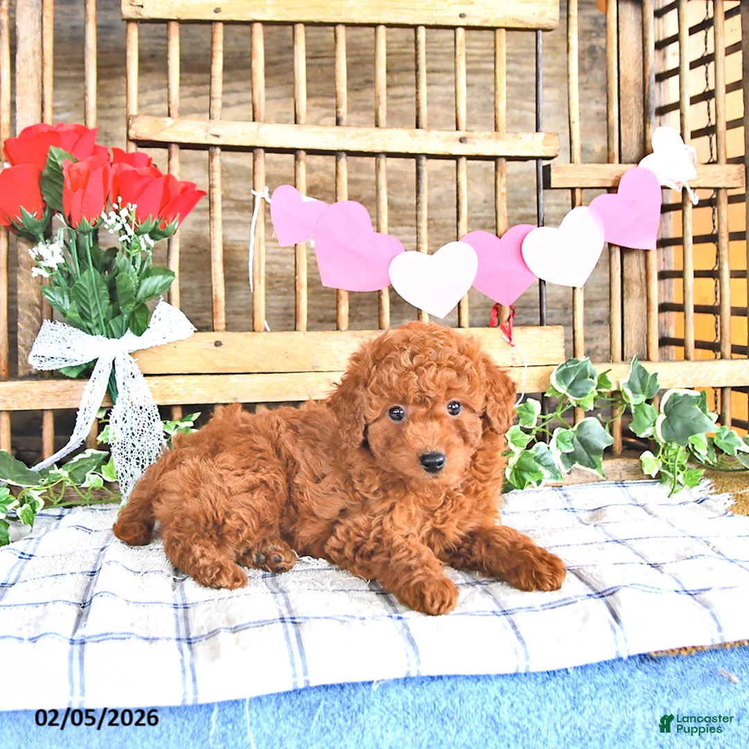 Mini Goldendoodle dogs for sale: Stella - Ad 4