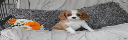 Cavalier King Charles Spaniel dogs for sale: Princess - Ad 1